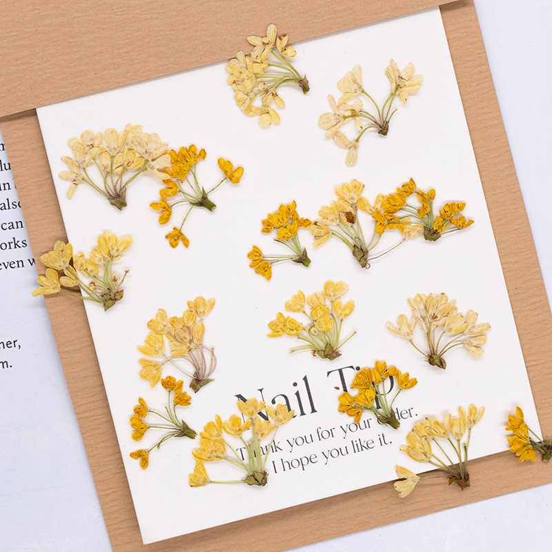 24pcs,Natural Real Pressed Flo - đánh giá và giá Dried Flower Bookmark