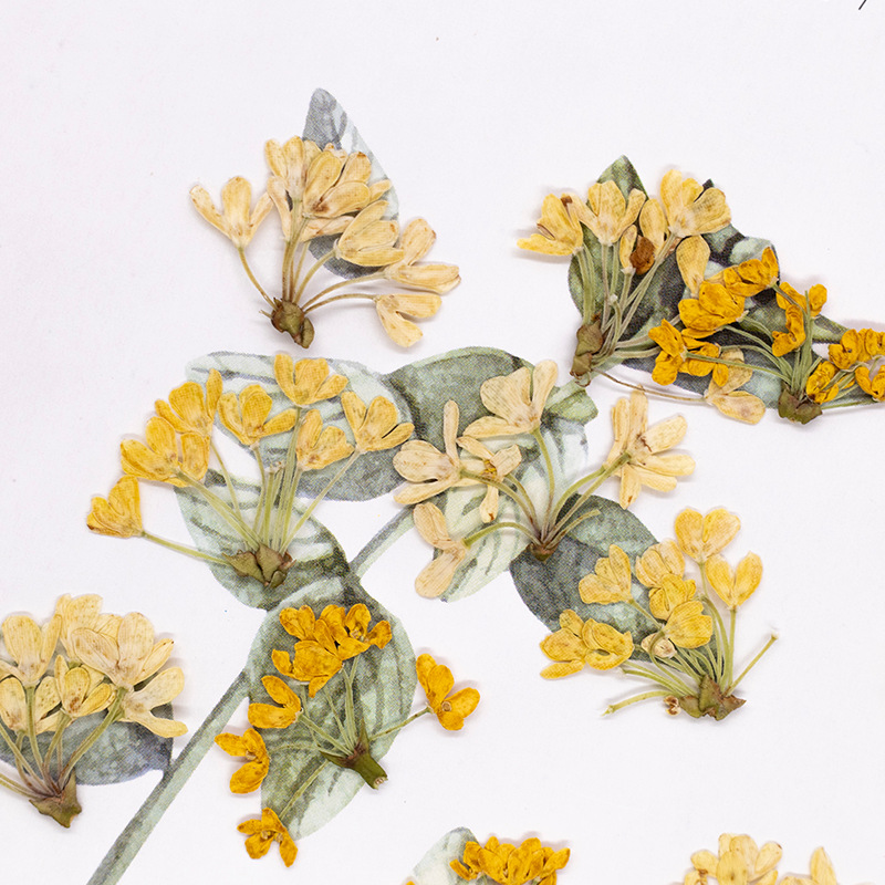 24pcs,Natural Real Pressed Flo - đánh giá và giá Dried Flower Bookmark