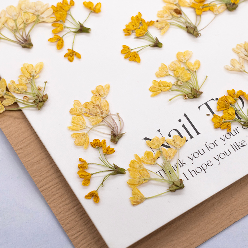 24pcs,Natural Real Pressed Flo - đánh giá và giá Dried Flower Bookmark