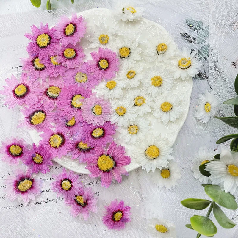 24 Chiếc/2-4CM, Tự Nhiên Hoa É - đánh giá và giá Dried Flower Bookmark